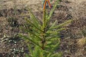 La Barcani s-au plantat 131 de puieţi de brad, în memoria fiecărui erou care a murit pentru patrie!