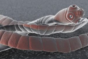 Tenia, parazitul care nu mai poate fi tratat în România