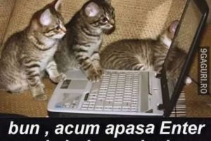 Pisicile fac afaceri pe internet …