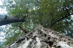 Despaduriri in Brazilia – o suprafata echivalenta cu 1 milion de terenuri de fotbal, pierduta intr-un singur an