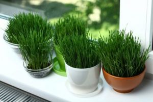 Tradiţia pe care trebuie să o respecţi de Sfântul Andrei. Ce trebuie să faci dimineaţa şi ce semnificaţie are gestul