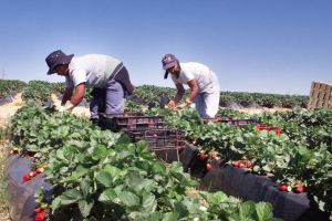 Locuri de muncă sezonieră în agricultură – Spania – Campania 2019