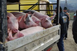 Şase porci numai buni de tăiat înainte de Crăciun, incineraţi la Lechinţa