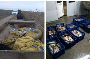  Mai multe kilograme de peste fara documente legale si plase monofilament, confiscate de politistii de frontiera tulceni
