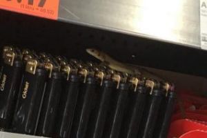 Șopârlă fotografiată la Kaufland Cluj - FOTO