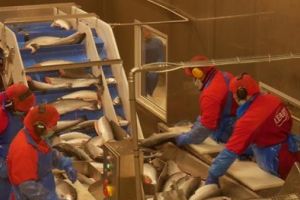 VIDEO / Drumul peştelui din Norvegia până la restaurantul Ikea din România