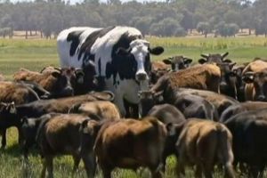 Cea mai URIAŞĂ vacă a scăpat de ABATOR. Video în articol