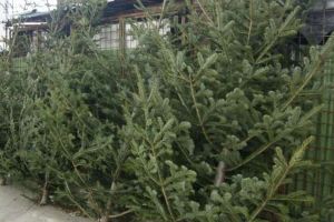 Au scăpat de condamnarea pentru furt de brazi! Deocamdată!