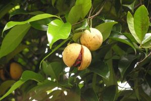Nucşoară (Myristica fragrans) – beneficii şi proprietăţi
