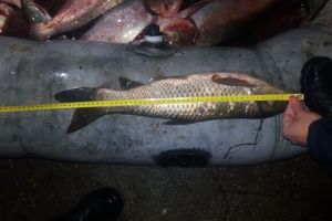 Prins în timp ce pescuia ilegal