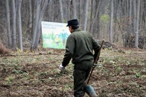 Romsilva a demarat cea de-a doua campanie de împăduriri din acest an