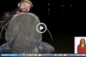 Un somn imens de 2 metri a fost prins în lacul Tâncăbeşti, din Ilfov. Cât cântăreşte