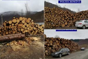 FOTO/ Scutul pădurii în Alba: Lemn fără acte confiscat de la o firmă din Lupşa