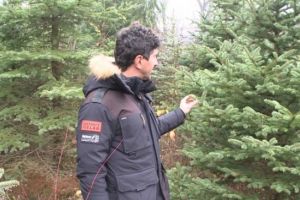 Directia Silvica Prahova vinde pomi de Craciun. Cat costa