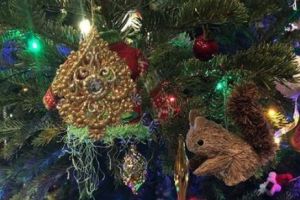 Cum arată bradul ”made in Italy” adus să împodobească centrul Timişoarei. FOTO în text