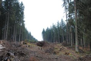 Jurnalist BBC, şocat de masacrul din pădurile din România: „Defrişarea e evidentă”