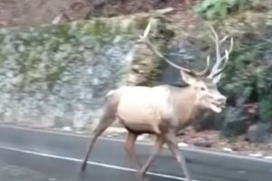 A FUGIT DE LUPI ŞI L-AU ÎNCOLŢIT CÂINII!