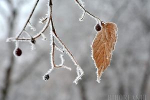 Vreme la extreme: Temperaturi deosebit de reci în zilele următoare, inclusiv în Bihor. De duminică, vremea se încălzeşte accentuat