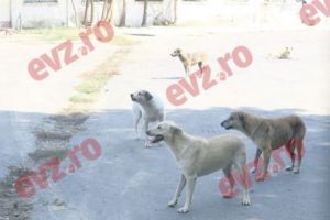 Mama copilului ucis de câini a vorbit pentru prima oară: Îngeraşul îmi trimite semne