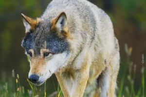 Gafă de neiertat a Guvernului României: Filmul Centenarului este plin de greşeli şi conţine imagini din… alte ţări! (VIDEO)