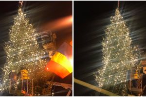 Bradul de Crăciun din centrul Timişoarei a costat 7000 de euro şi vine tocmai din Italia