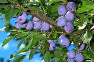 Rusia a sancţionat Republica Moldova! Ce i-a interzis să facă