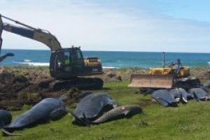 51 de balene pilot au murit pe o plaja din Insulele Chatham din Noua Zeelanda