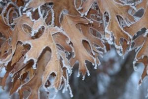 Avertizare METEO. FENOMEN ciudat la început de IARNĂ