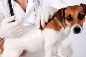 Campanie de vaccinare antirabică