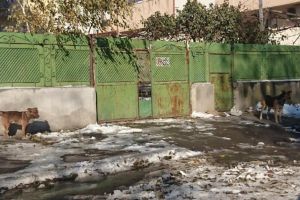 Constanteanul suparat: Constantean, muscat de caine chiar de Ziua Nationala 