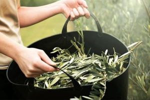 Cea mai puternică plantă medicinală din lume, menţionată de mii de ori şi în Biblie, cu efecte terapeutice de excepţie
