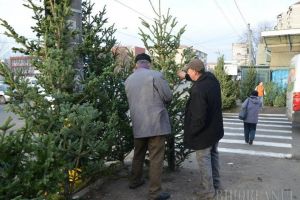 ADP organizează licitaţie publică cu strigare pentru vânzarea de brazi