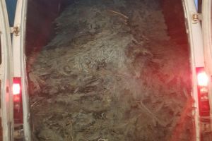 FOTO – Zeci de brazi tăiaţi ilegal găsiţi în  dubiţa unui şofer fără permis