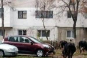 GALERIE FOTO: Marian Dragomir, dupa ce mai multe vaci au pascut printre blocuri: “Probabil ca cei care au adus vacile printre blocuri erau niste boi”