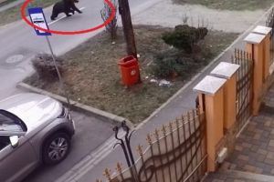 VIDEO: Urs filmat pe o stradă din Sighişoara!