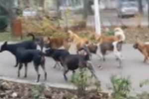 Campania de eutanasiere a maidanezilor este blocata / Dragomir: “Medicii refuza sa faca eutanasierea dupa ce au fost amenintati”