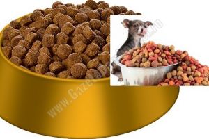 5 sfaturi pe care nu trebuie să le ignori în creşterea unui câine