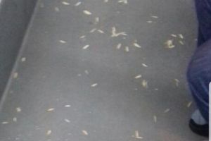 “Sămânţarii” au făcut botezul noilor autobuze ieşite pe traseu