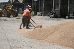 DÂMBOVIȚA: 782 de ha de loturi semincere. Cee mai multe sunt însămânţate cu grâu