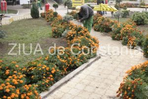 Care sunt firmele care au impartit contractul multianual de un milion de euro al Primariei Constanta pentru flori, arbusti si material dendricol (document) 