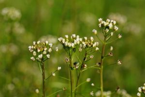 Traista ciobanului – buruiană de leac în terapia naturistă