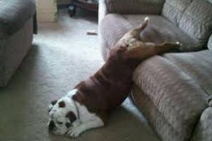 Topul celor mai lenesi caini din lume.Aflati ce rase de caini urasc sa faca miscare