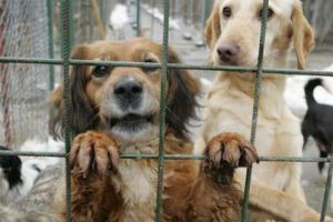 Ziua Porţilor Deschise la adăpostul de câini comunitari din Târgu-Mureş!