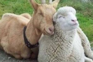 Crescătorii de ovine şi caprine, informaţi despre pesta micilor rumegătoare