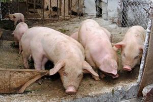 Pesta porcină nu afectează comercializarea şi sacrificarea porcilor de Crăciun