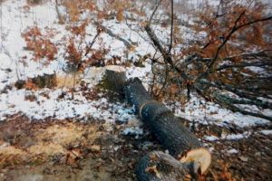 19 arbori, tăiaţi ilegal în comuna Plopşoru