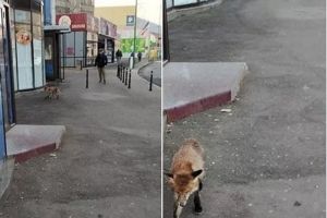 Și vulpile iubesc Braşovul. Cumătra vulpe, surprinsă în centrul oraşului