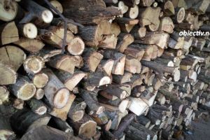 Ialomiţa: Ilegalităţile din domeniul silvic, în atenţia poliţiştilor