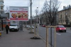 500 de pomi decorativi aşteaptă să fie plantaţi în Bârlad