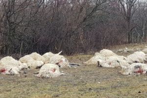 28 de oi omorâte de urşi la Petriş, comuna Cetate (FOTO)